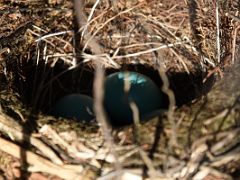 03B Bird Nest With Blue Eggs On The Curry Ridge Trail In Denali State Park Alaska