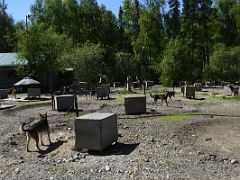 02A The Many Dogs At Sun Dog Kennel Are Excited To Possibly Be Picked To Do A Practice Run Talkeetna Alaska