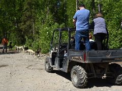 02D The Dogs Will Drag An ATV Set At The Right Speed To Do A Practice Run At Sun Dog Kennel Talkeetna Alaska