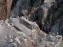 03A Birds Sit On The Rocks In Resurrection Bay On Northwestern Fjord Cruise From Seward Alaska
