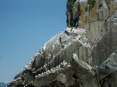 03B Birds Sit On The Rocks In Resurrection Bay On Northwestern Fjord Cruise From Seward Alaska