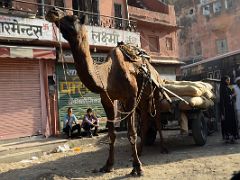 06 Jaipur Old City Camel Dragging A Cart