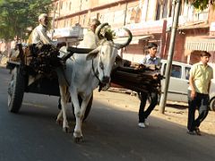 07C Jaipur Old City Transportation Includes Ox