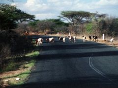 02B Goats Cross The Road On The Drive From Nairobi Toward Arusha To Climb Mount Kilimanjaro