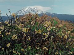 02C Mount Kilimanjaro Kili Is Framed By Flowers From Moshi Tanzania YMCA In The Pre-Dawn Light On The Way To Climb Kili Kilimanjaro