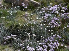 08B Wildflowers Near The Summit Of Mount Kosciuszko On The Mount Kosciuszko Australia Hike