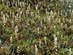 08A Wildflowers Near The Summit Of Mount Kosciuszko On The Mount Kosciuszko Australia Hike