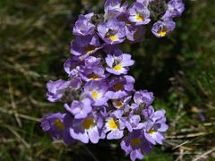 08C Purple Wildflowers Near The Summit Of Mount Kosciuszko On The Mount Kosciuszko Australia Hike