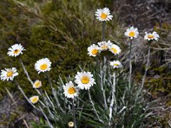 08D Daisy Wildflowers Near The Summit Of Mount Kosciuszko On The Mount Kosciuszko Australia Hike