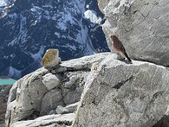07 I pause to admire a rosy finch bird perched on the steep rocky boulder slabs on the way to Lobuche East High Camp 5600m