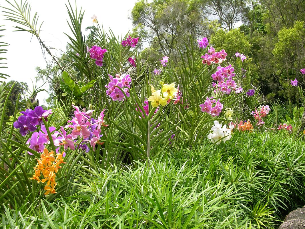 singapore botanic gardens flowers