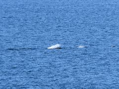 01B Porpoises Near The Cruise Ship After Leaving Ketchikan For Juneau