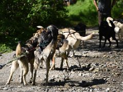 02E The Dogs Are Anxious To Get Going To Do A Practice Run At Sun Dog Kennel Talkeetna Alaska