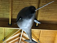 05C Narwhal Display Inside Nattinnak Visitors Centre In Pond Inlet Mittimatalik Baffin Island Nunavut Canada For Floe Edge Adventure