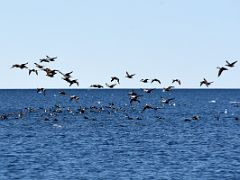 04C Lots Of Eider Ducks On Day 1 Of Floe Edge Adventure Nunavut Canada