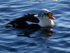 05A King Eider Duck On Day 1 Of Floe Edge Adventure Nunavut Canada