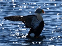 05B King Eider Duck On Day 1 Of Floe Edge Adventure Nunavut Canada