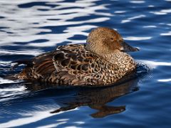 06A Female King Eider Duck On Day 1 Of Floe Edge Adventure Nunavut Canada