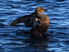 06B Female King Eider Duck On Day 1 Of Floe Edge Adventure Nunavut Canada