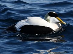 07 Common Eider Duck On Day 1 Of Floe Edge Adventure Nunavut Canada