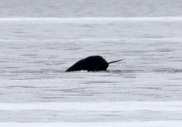 Floe Edge Day 2