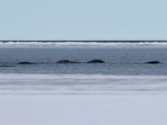 04A Narwhal Whales On Day 2 On Floe Edge Adventure Nunavut Canada