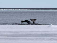 04B Two Narwhal Whale Flukes On Day 2 Of Floe Edge Adventure Nunavut Canada