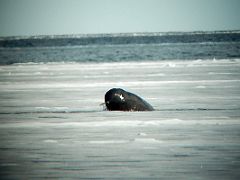 05B A Narwhal Whale Raises Its Tusk Out Of The Water From Spotting Scope On Day 2 Of Floe Edge Adventure Nunavut Canada