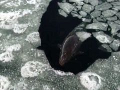 07A Whale In An Ice Hole From Drone Film By Andrew Tagak On Day 2 Of Our Floe Edge Adventure Nunavut Canada
