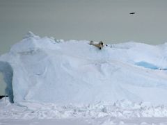 09C A Polar Bear Reacts To A Drone Overhead Flown By Andrew Tagak On Day 2 Of Floe Edge Adventure Nunavut Canada
