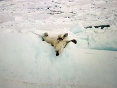 10A Polar Bear Stretches On An Iceberg From Drone Film By Andrew Tagak On Day 2 Of Our Floe Edge Adventure Nunavut Canada