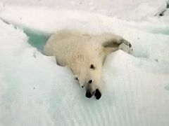 10B Polar Bear Yawns On An Iceberg From Drone Film By Andrew Tagak On Day 2 Of Our Floe Edge Adventure Nunavut Canada