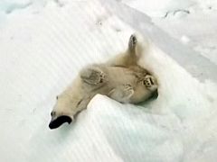 10C Polar Bear Yawns On An Iceberg From Drone Film By Andrew Tagak On Day 2 Of Our Floe Edge Adventure Nunavut Canada