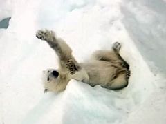 10D Polar Bear Stretches On An Iceberg From Drone Film By Andrew Tagak On Day 2 Of Our Floe Edge Adventure Nunavut Canada