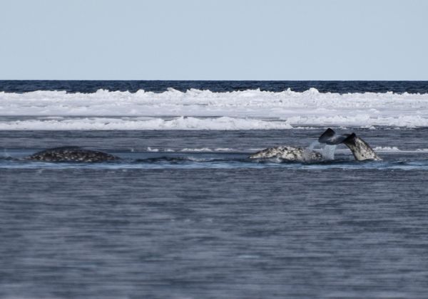 Floe Edge Day 3