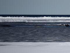 03A Three Narwhal Whales And One Fluke On Day 3 Of Floe Edge Adventure Nunavut Canada