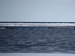 04B Five Narwhal Whales And One Fluke On Day 3 Of Floe Edge Adventure Nunavut Canada