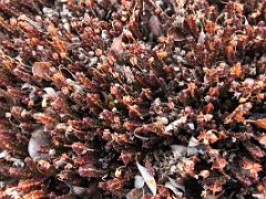 03B An Orange Plant On Bylot Island On Day 3 Of Floe Edge Adventure Nunavut Canada