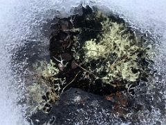 06A Cream Coloured Plant Grows Out Of The Ice Cover On Bylot Island On Day 3 Of Floe Edge Adventure Nunavut Canada