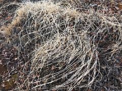 08B Long Strands Of Grass On Bylot Island On Day 3 Of Floe Edge Adventure Nunavut Canada