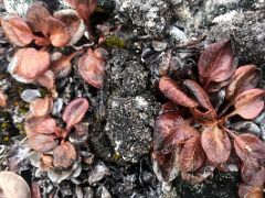 09C Orange Red Plant Hugs The Rocks On Bylot Island On Day 3 Of Floe Edge Adventure Nunavut Canada