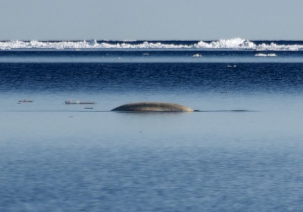 Floe Edge Day 5