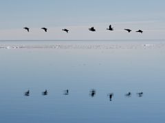 03A Birds Fly By The Floe Edge On Day 5 Of Floe Edge Adventure Nunavut Canada