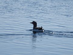 04B A Bird Floats By The Floe Edge On Day 5 Of Floe Edge Adventure Nunavut Canada