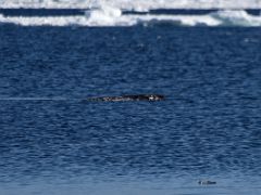 06A A Narwhal Whale Surfaces On Day 5 Of Floe Edge Adventure Nunavut Canada