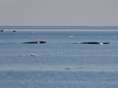 06C Narwhal Whales On Day 5 Of Floe Edge Adventure Nunavut Canada