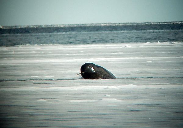 Floe Edge Adventure