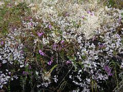 Iceland 06 12 Myvatn Hofdi Wildflowers