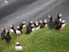 Iceland 13 05 Dyrholaey Puffins