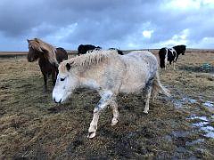 04A Four Icelandic horses come to greet us on the drive from Reykjavik to Snaefellsnes Iceland